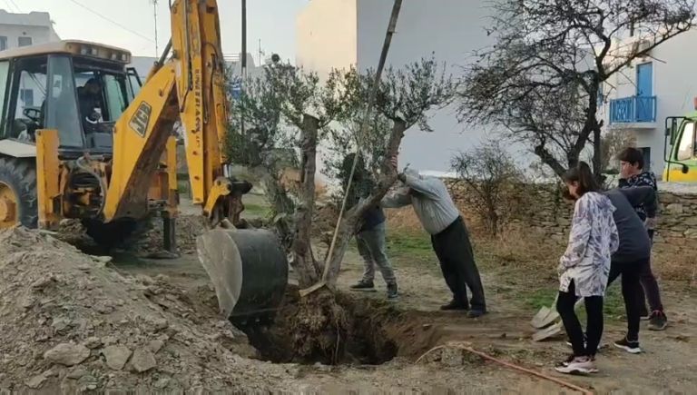 Τρία ελαιόδεντρα «υιοθέτησε» το Γυμνάσιο Σχοινούσας  με τη συνδρομή της ΕΡΓΟΣΕ