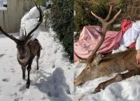 Τραυματισμένο ελάφι βρήκε καταφύγιο στην Ιπποκράτειο Πολιτεία [vid]
