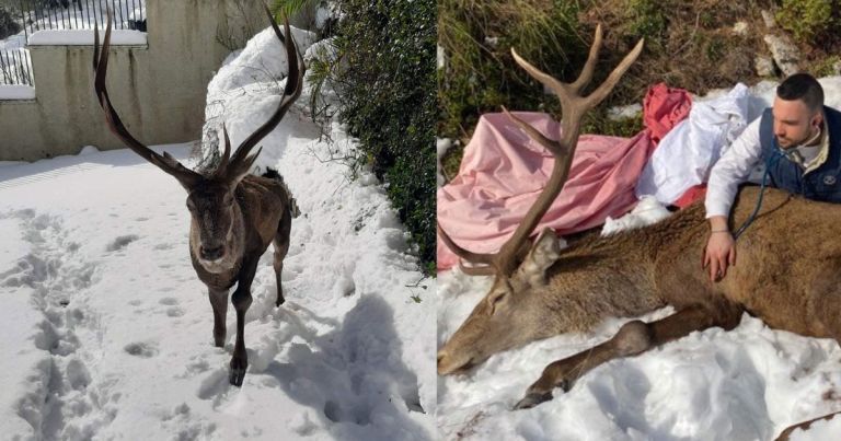 Τραυματισμένο ελάφι βρήκε καταφύγιο στην Ιπποκράτειο Πολιτεία [vid]