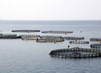 Πώς “πετάχτηκαν” στη θάλασσα 50 εκατομμύρια ευρώ για τα ελληνικά ψάρια Πώς “πετάχτηκαν” στη θάλασσα 50 εκατομμύρια ευρώ για τα ελληνικά ψάρια