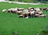 Αμνοερίφια: Από καλύτερη αφετηρία οι τιμές φέτος ενόψει Πάσχα