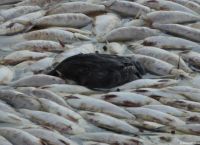 Al Jazeera: Εκατομμύρια νεκρά ψάρια στην Αυστραλία Al Jazeera: Εκατομμύρια νεκρά ψάρια στην Αυστραλία