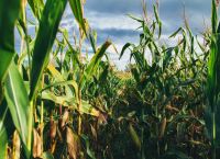 Πειραιώς: Πώς θα κινηθούν τα commodities σε 8 αγροτικά προϊόντα