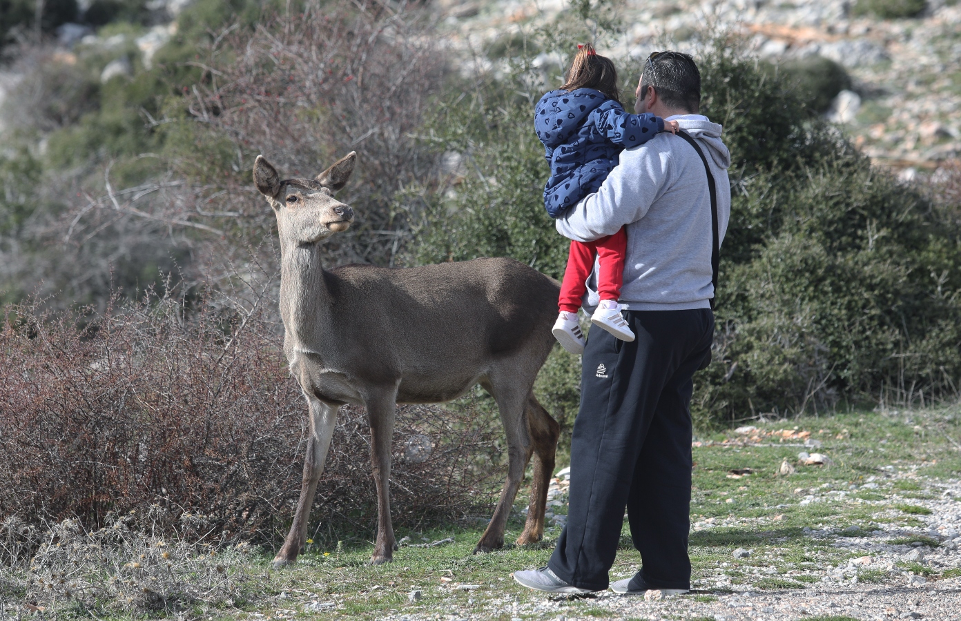 Προς μια ενεργητική διαχείριση των δασών