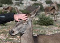 Φωτιά στη Ρόδο: Δραματική έκκληση για τα ελάφια – «Σώστε όσα έχουν απομείνει…»