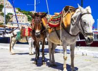 Τι ισχύει για τα αλόγα άμαξας και τα γαϊδουράκια – Πότε μπορείτε να καταγγείλετε κακοποίηση