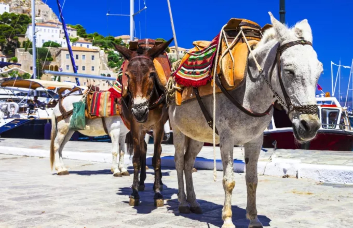 Τι ισχύει για τα αλόγα άμαξας και τα γαϊδουράκια – Πότε μπορείτε να καταγγείλετε κακοποίηση