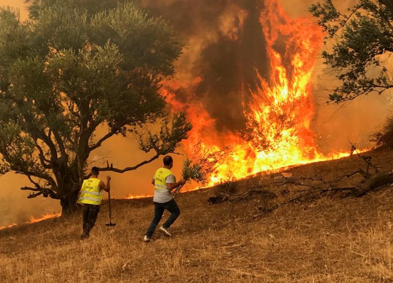 Φωτιά στην Αλγερία: Έσβησε το 80% των περισσότερων πυρκαγιών