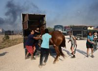 Viral σε όλο τον κόσμο το βίντεο του Reuters με τη διάσωση αλόγων από τη φωτιά