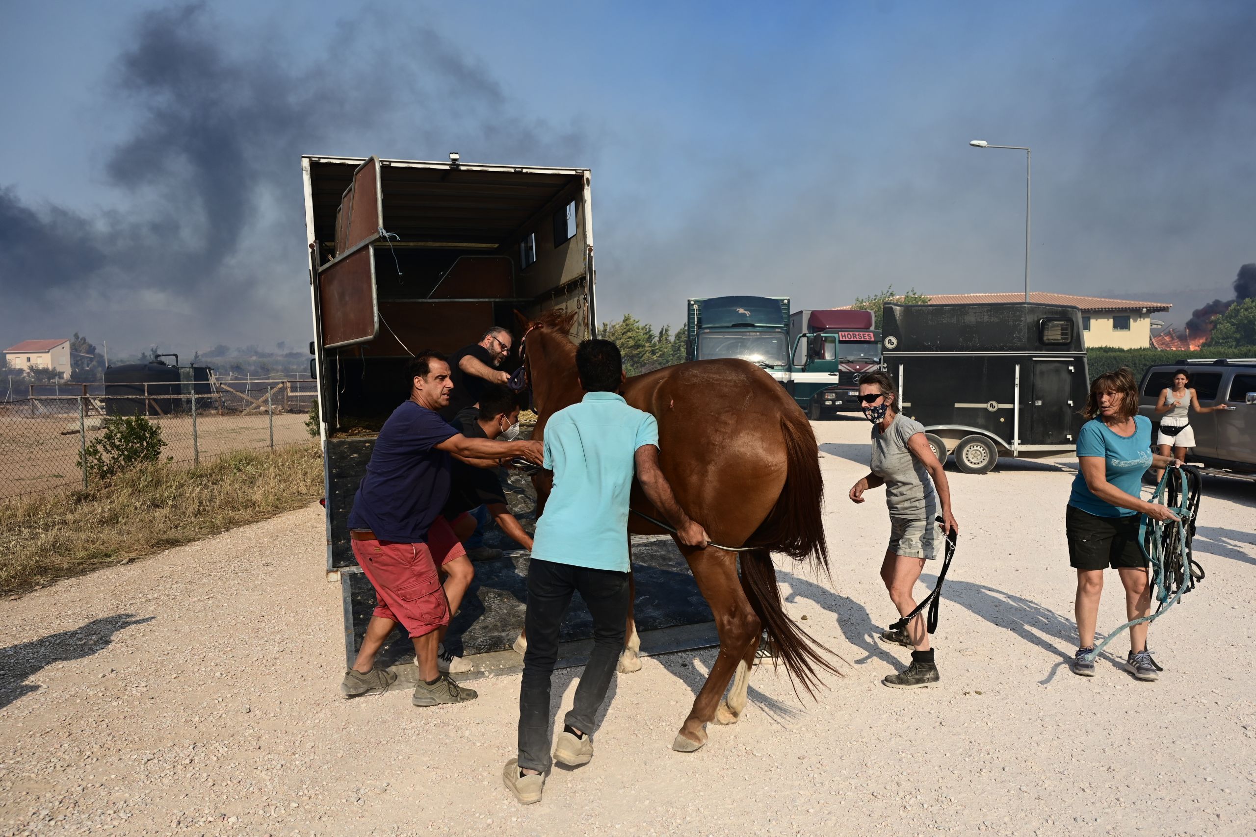 Viral σε όλο τον κόσμο το βίντεο του Reuters με τη διάσωση αλόγων από τη φωτιά