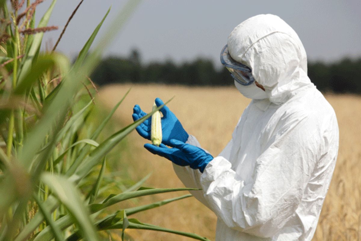 ΕΕ: Στα σκαριά χαλάρωση των περιορισμών για γενετικά μεταλλαγμένες καλλιέργειες