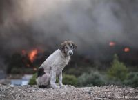 Φωτιές: Συγκλονίζει η μάχη διάσωσης σκύλου – «Μπράβο αγάπη μου», λένε οι αστυνομικοί που γλύτωσε