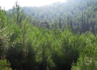 Απαγόρευση κυκλοφορίας λόγω κινδύνου εκδήλωσης πυρκαγιάς σε δασικές περιοχές Αλεξανδρούπολης και Σουφλίου