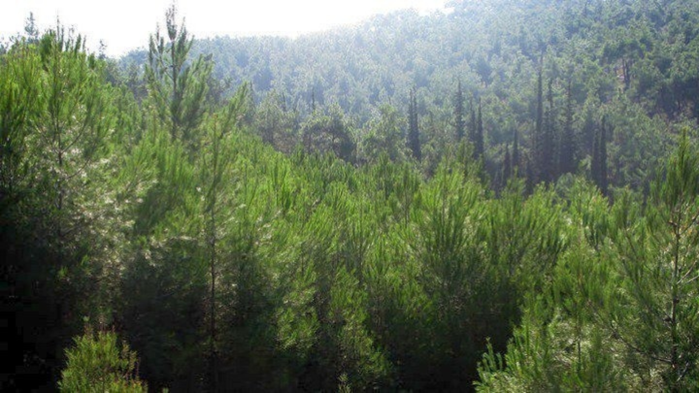Απαγόρευση κυκλοφορίας λόγω κινδύνου εκδήλωσης πυρκαγιάς σε δασικές περιοχές Αλεξανδρούπολης και Σουφλίου
