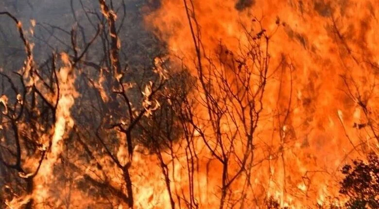 Τον γύρο του κόσμου κάνει η τραγωδία στη Δαδιά