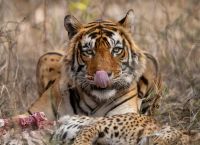 Ανακοινώθηκαν τα βραβεία φωτογραφίας Nature inFocus 2023