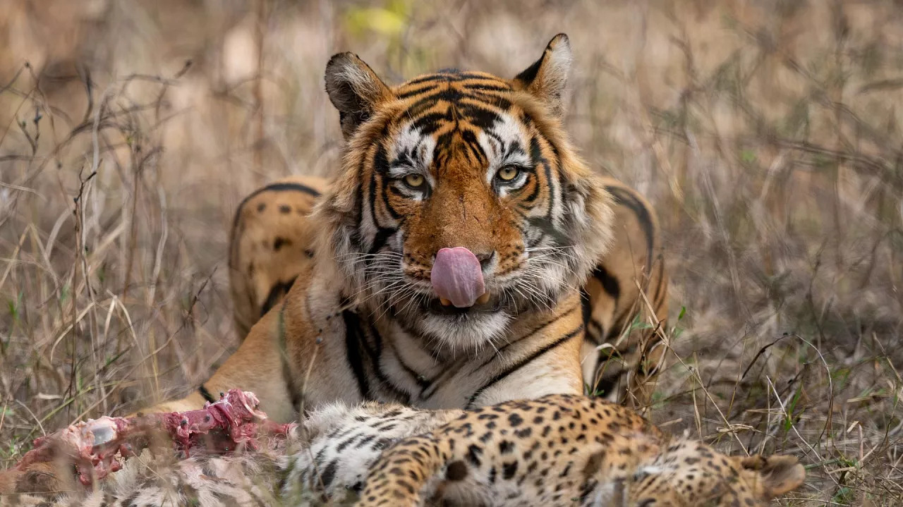 Ανακοινώθηκαν τα βραβεία φωτογραφίας Nature inFocus 2023