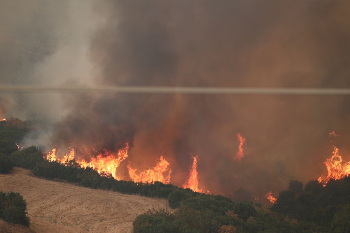 Government team visiting the fire-stricken areas of Evros