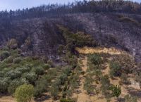 Πυρκαγιές: Στάχτη έχουν γίνει πάνω από 1.200.000 στρέμματα γης τους 8 μήνες του 2023