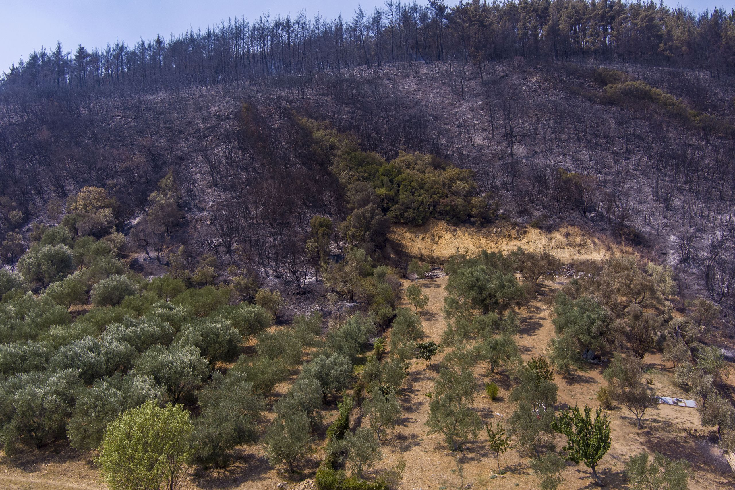 Firefighters battling Evros, Rodopi fires in the north and dispersed fires on Mt. Parnitha, Attica