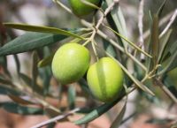 Ελιά: Πώς απορροφά τις εκπομπές διοξειδίου του άνθρακα