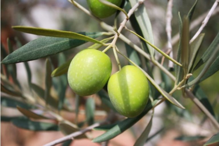 Ελιά: Πώς απορροφά τις εκπομπές διοξειδίου του άνθρακα
