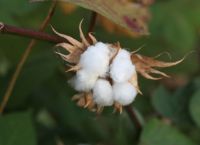 Cotton, the “white gold” of Greece