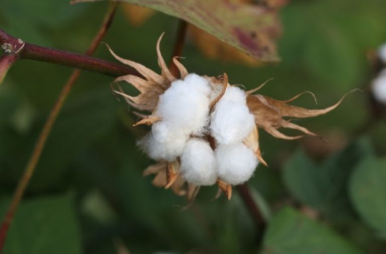 Cotton, the “white gold” of Greece