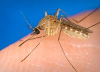 West Nile Virus Claims Lives in Greece: Concerns Rise as Cases Increase