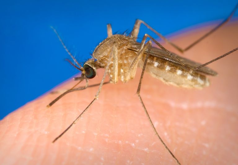 West Nile Virus Claims Lives in Greece: Concerns Rise as Cases Increase