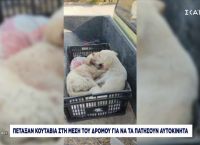 Χαλκιδική: Πέταξαν κουτάβια στη μέση του δρόμου για να τα πατήσουν αυτοκίνητα