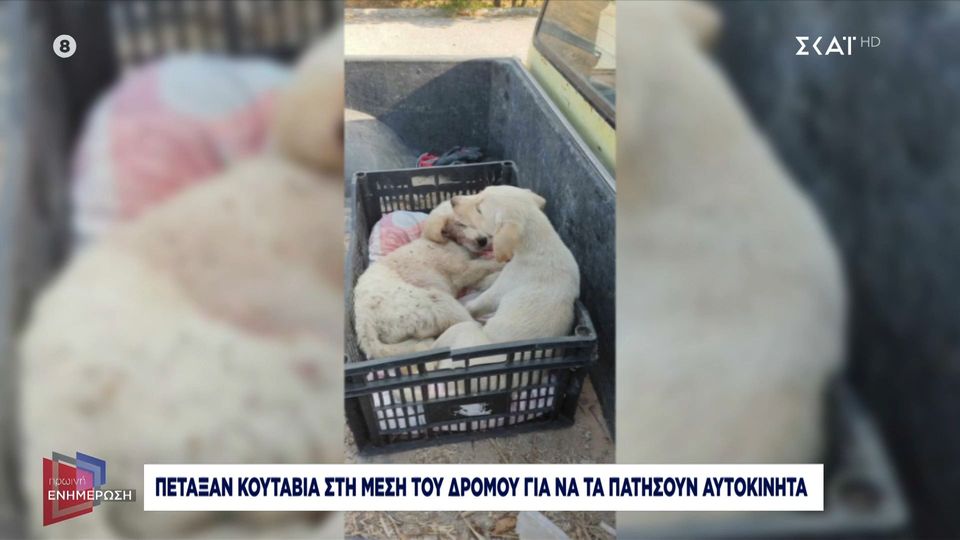 Χαλκιδική: Πέταξαν κουτάβια στη μέση του δρόμου για να τα πατήσουν αυτοκίνητα