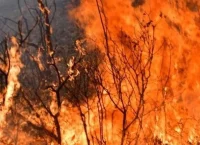 Τον γύρο του κόσμου κάνει η τραγωδία στη Δαδιά