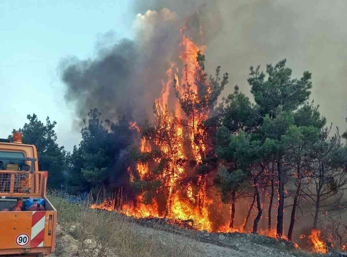 Ανυπολόγιστη η ζημιά στο Εθνικό Πάρκο της Δαδιάς