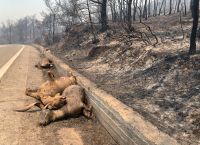 Ministry-affiliated agency providing food for wildlife in Mt. Parnitha, Dadia forest