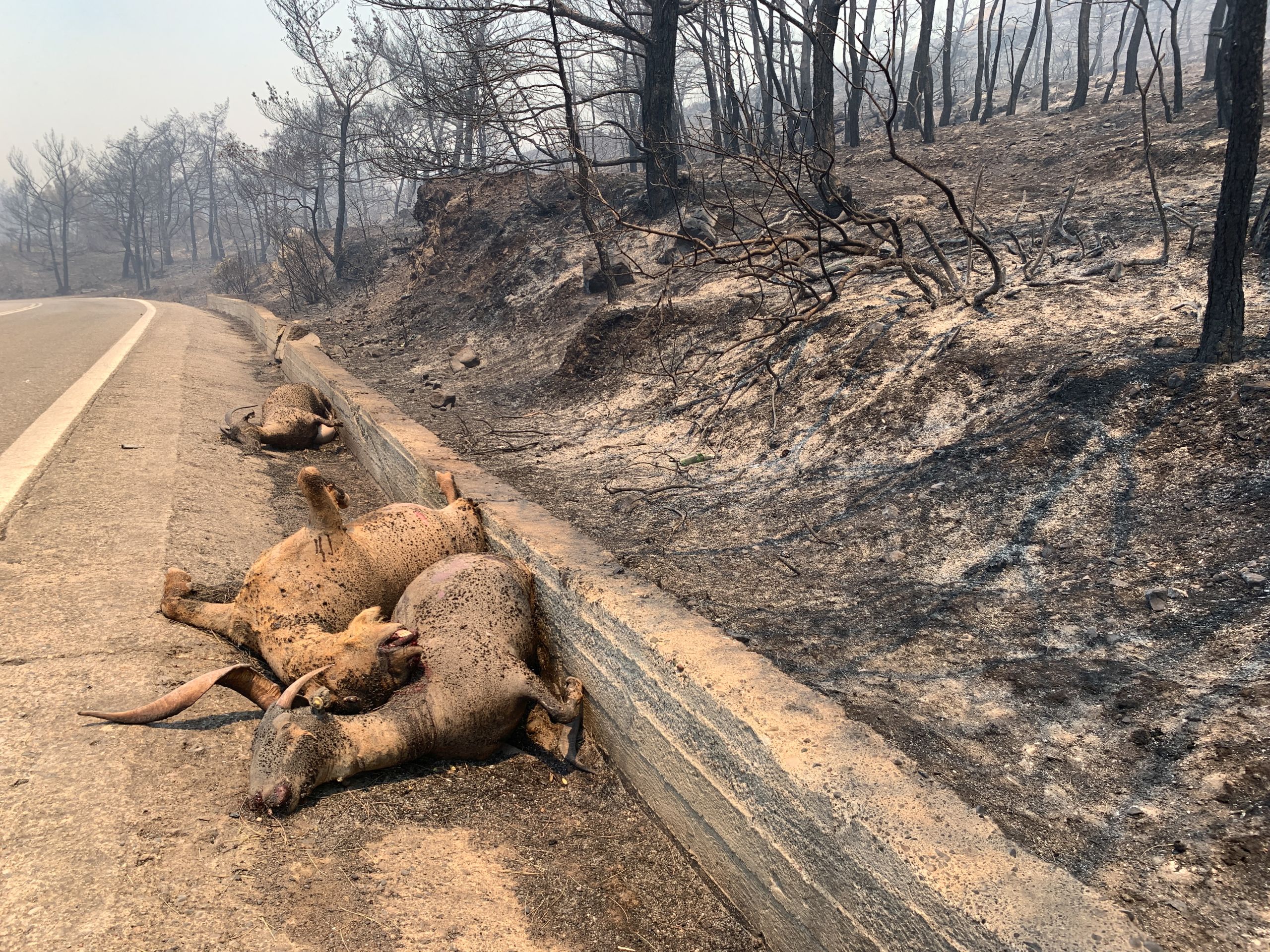 Ministry-affiliated agency providing food for wildlife in Mt. Parnitha, Dadia forest