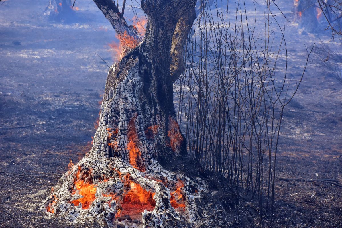 Πύρινη κόλαση στον Έβρο: Στις φλόγες για 16η μέρα – Καλύτερη εικόνα στη Λευκίμμη