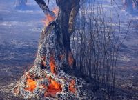 Πύρινη κόλαση στον Έβρο: Στις φλόγες για 16η μέρα – Καλύτερη εικόνα στη Λευκίμμη