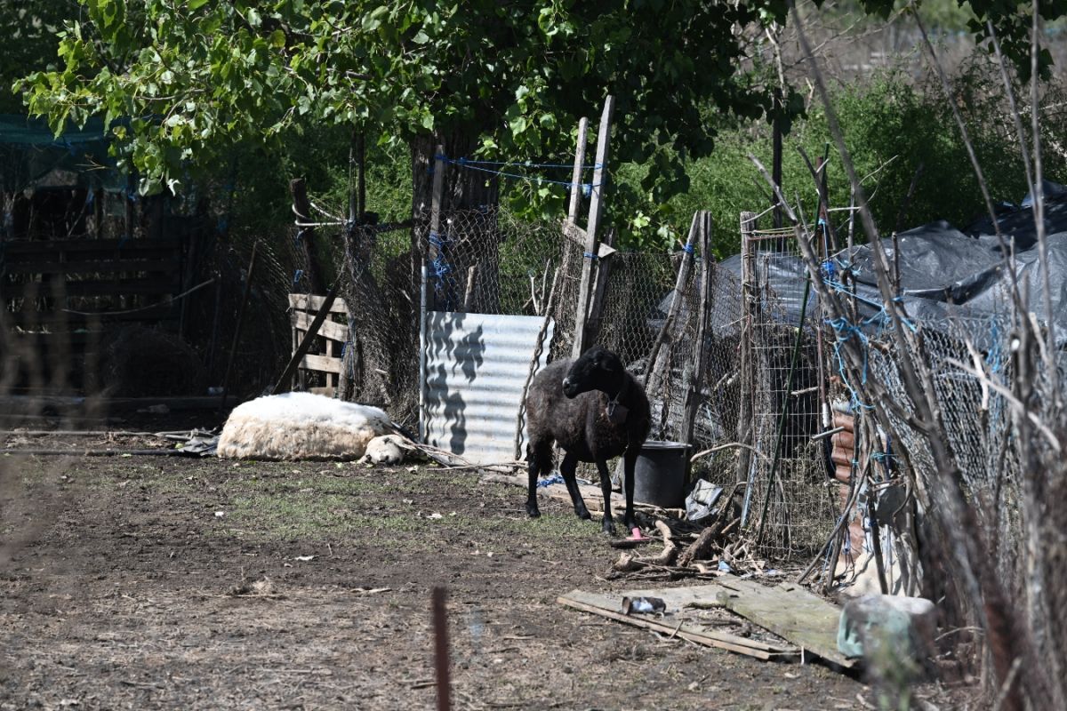 Τουλάχιστον 45.000 ζώα πνίγηκαν στον Θεσσαλικό Κάμπο λόγω “Ντάνιελ” [vid]