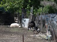 Τουλάχιστον 45.000 ζώα πνίγηκαν στον Θεσσαλικό Κάμπο λόγω “Ντάνιελ” [vid]