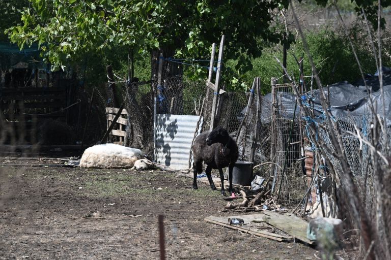 Τουλάχιστον 45.000 ζώα πνίγηκαν στον Θεσσαλικό Κάμπο λόγω “Ντάνιελ” [vid]