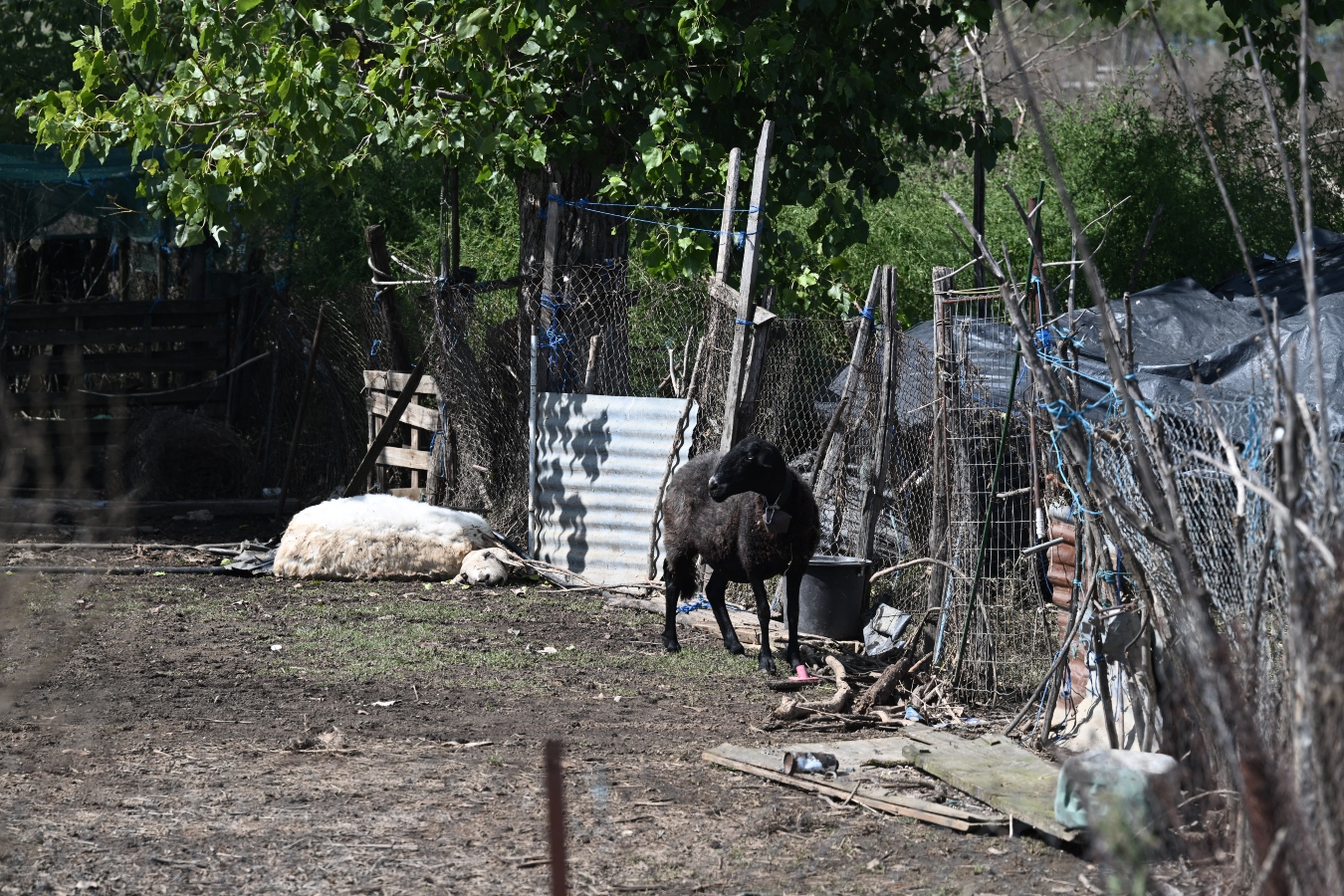 Τουλάχιστον 45.000 ζώα πνίγηκαν στον Θεσσαλικό Κάμπο λόγω “Ντάνιελ” [vid]