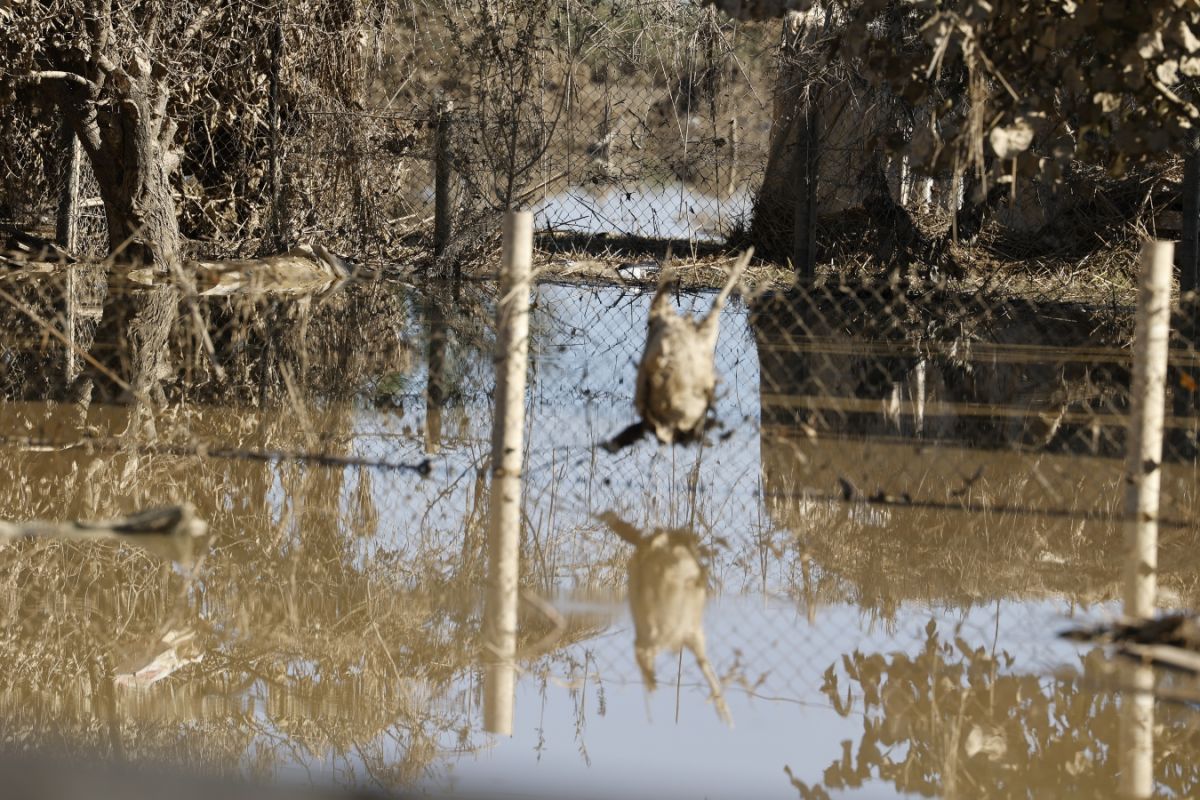 Θεσσαλία: “Μάχη” να ανοίξουν οι δρόμοι και να απομακρυνθούν τα νεκρά ζώα [vid]