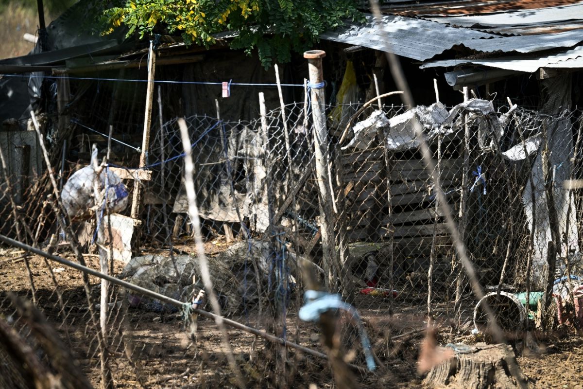 Κραυγή αγωνίας κτηνοτρόφου: «Υγειονομική βόμβα 700 νεκρών ζώων στη μονάδα μας» [vid]
