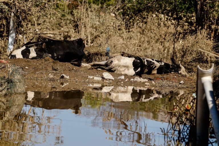 Εμπλοκή των Ενόπλων Δυνάμεων και στην περισυλλογή νεκρών ζώων! [vid]