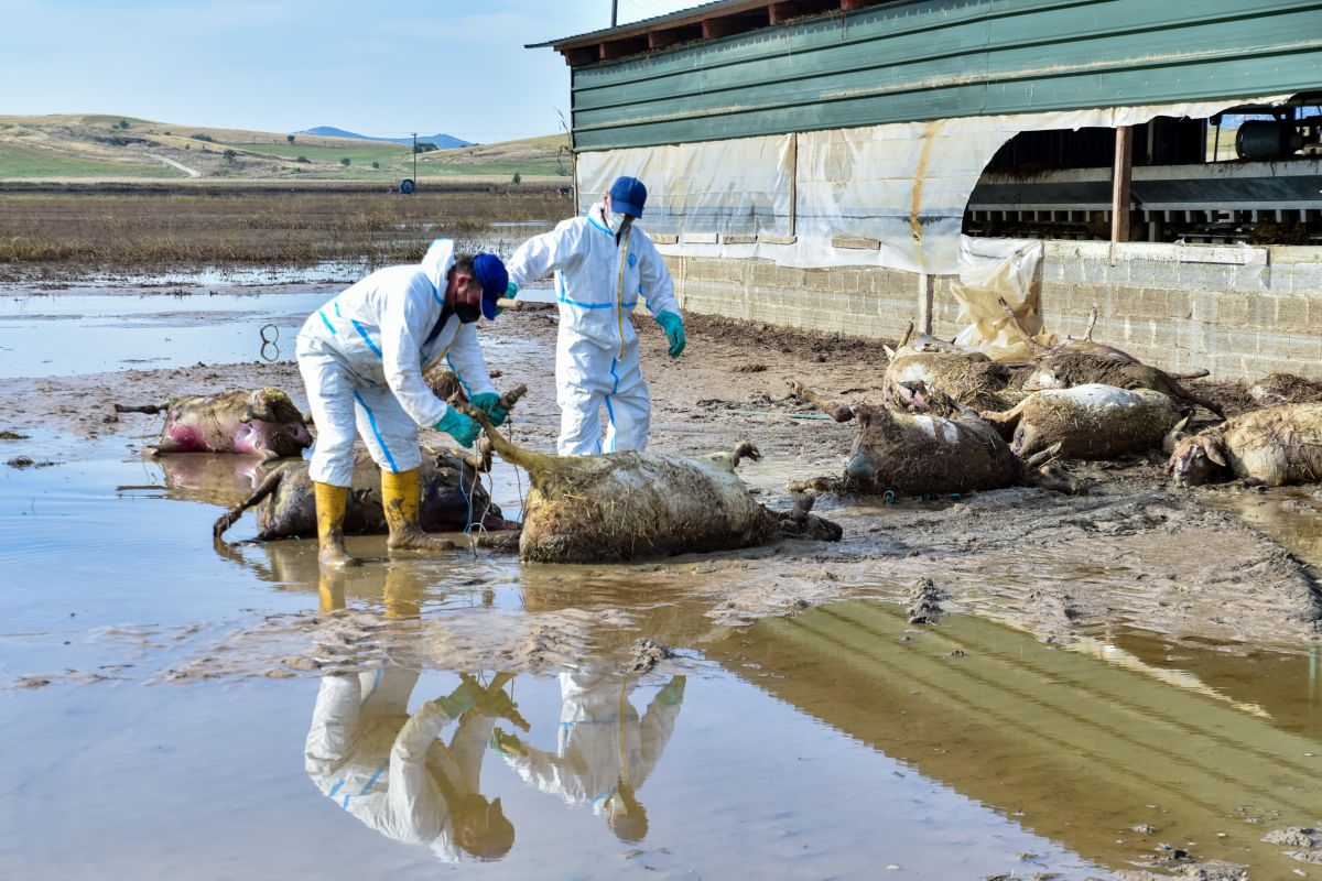 A 75% of drowned animals has been removed in Thessaly, minister tells Parliament