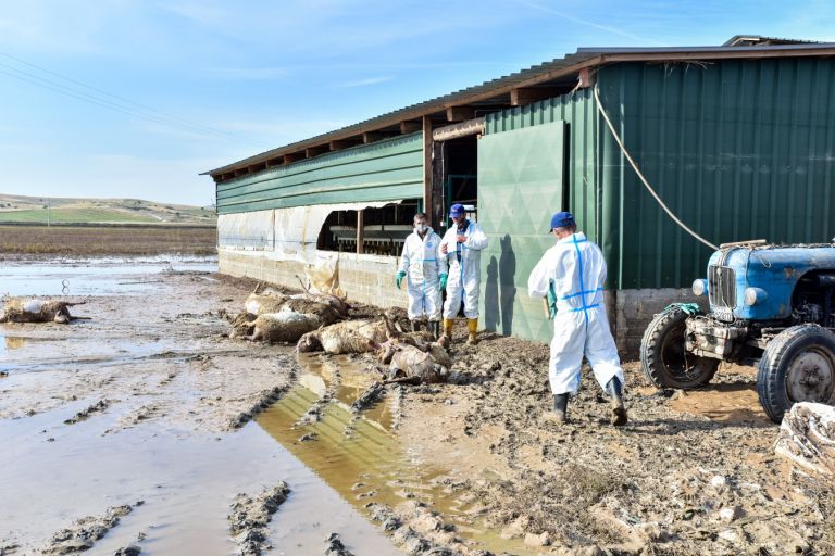 Αυγενάκης: Έχουν δηλωθεί 92.837 νεκρά ζώα – Τα 49.300 έχουν περισυλλέγει [vid]
