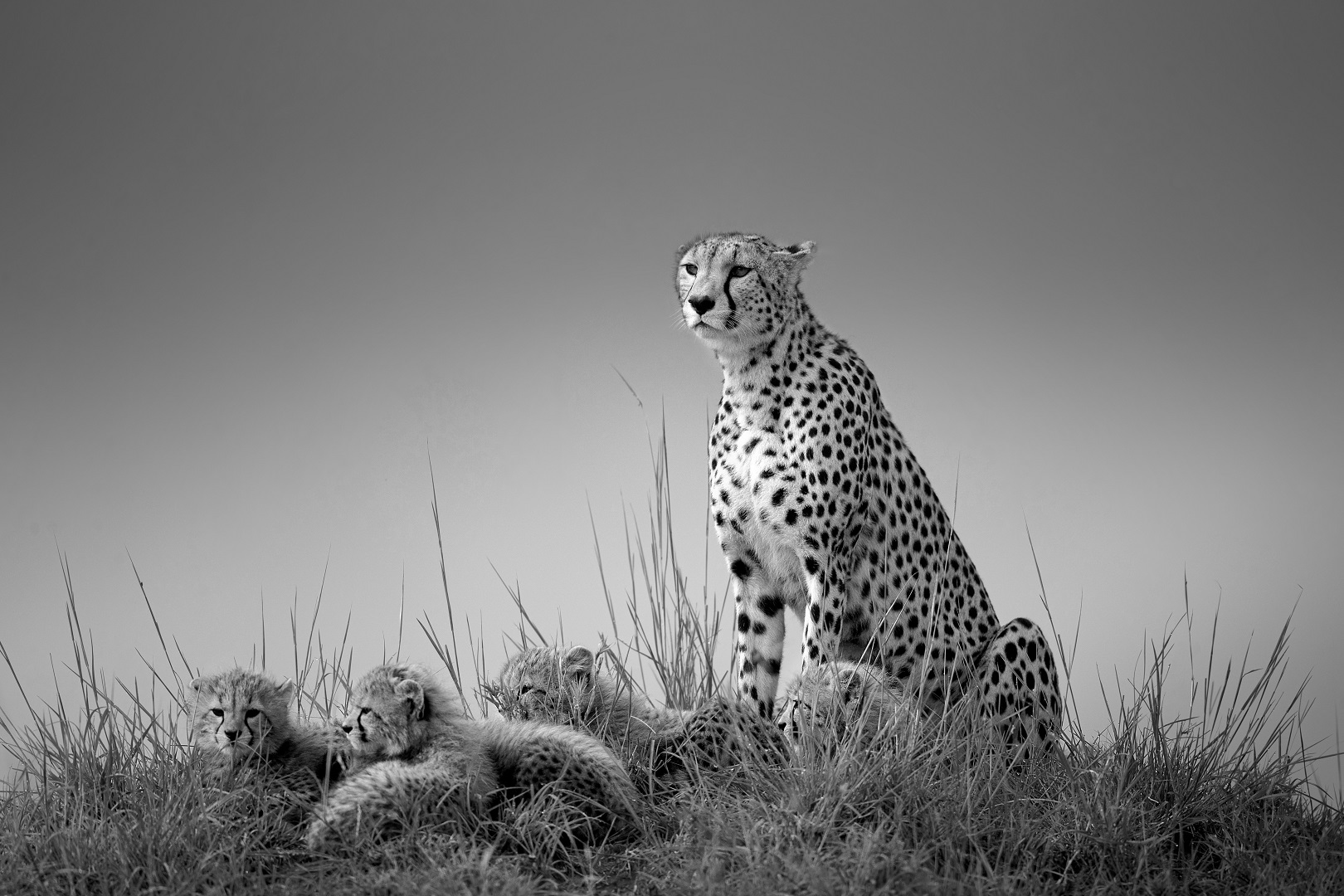 Οι νικητές του διαγωνισμού 2023 Black and White Photo Awards