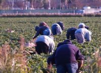 Government decides to legalize 180,000 illegal migrants to work as “farmers” Government decides to legalize 180,000 illegal migrants to work as “farmers”