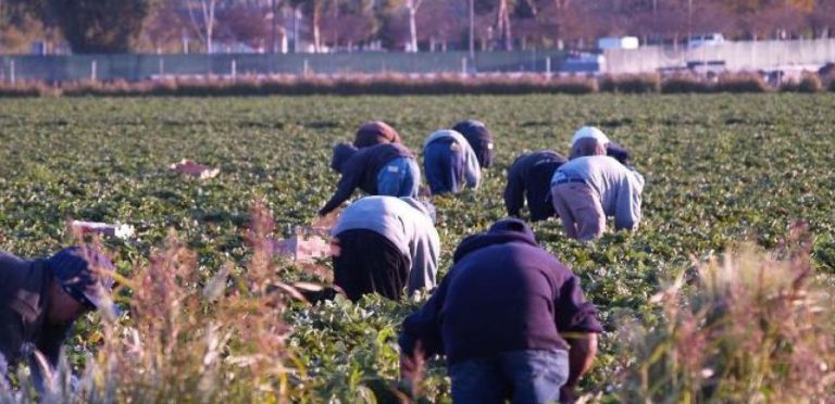 Government decides to legalize 180,000 illegal migrants to work as “farmers”